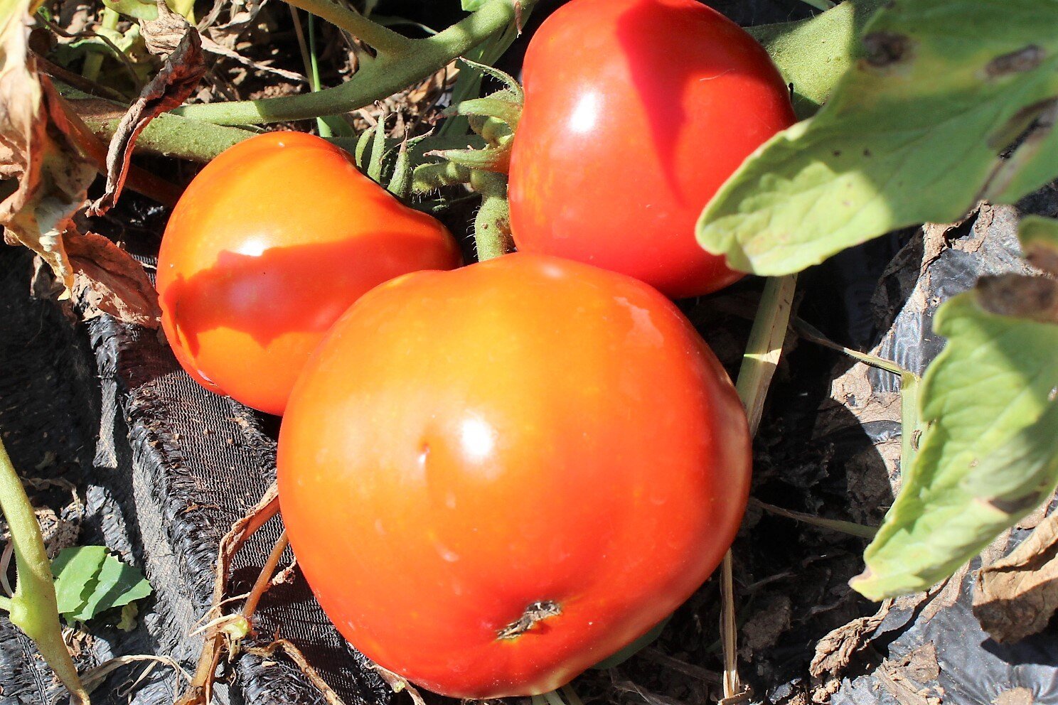 tomato_9076